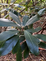 Rhododendron maximum