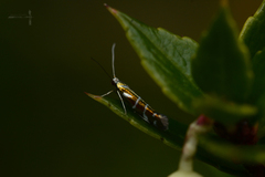 Argyresthia