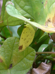 Eurema hecabe