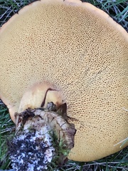 Suillus luteus