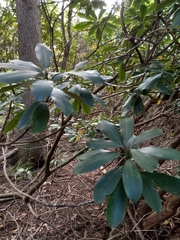 Rhododendron maximum