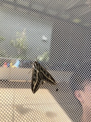Hyles livornicoides