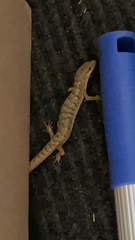 Elgaria multicarinata