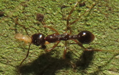 Aphaenogaster fulva