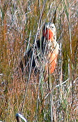 Macronyx ameliae ameliae