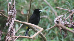 Ramphocelus flammigerus icteronotus