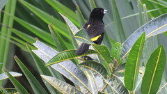 Ramphocelus flammigerus icteronotus