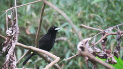 Ramphocelus flammigerus icteronotus