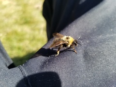 Bombus flavidus flavidus