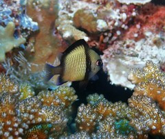 Dascyllus reticulatus