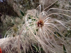 Clematis drummondii