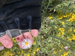 Erigeron divergens