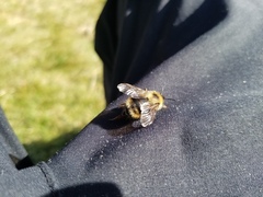 Bombus flavidus flavidus