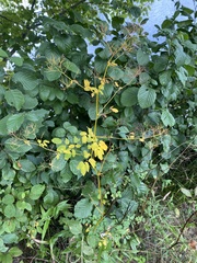 Thalictrum pubescens