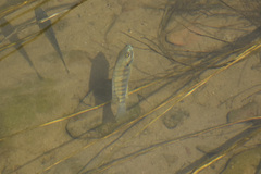 Oreochromis