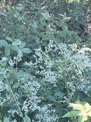 Eupatorium sessilifolium