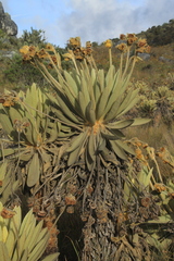 Espeletia lopezii