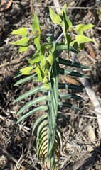 Euphorbia lathyris