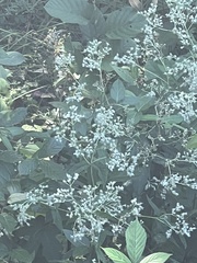 Eupatorium sessilifolium