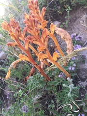 Orobanche alba