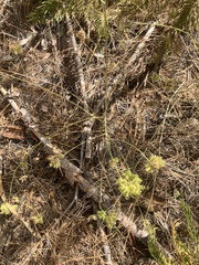 Cordylanthus rigidus