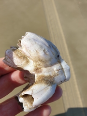 Notomegabalanus decorus