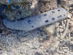 Holothuria atra