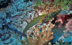 Halichoeres melanurus