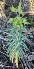 Euphorbia lathyris