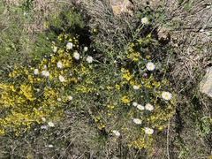 Erigeron divergens