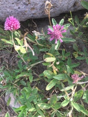 Trifolium medium