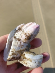 Notomegabalanus decorus