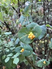 Lonicera ciliosa