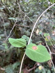Lonicera ciliosa