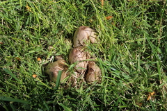 Coprinopsis romagnesiana