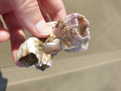 Notomegabalanus decorus