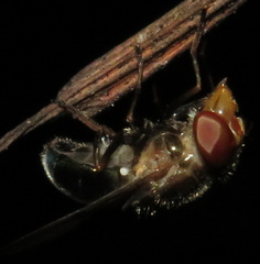 Copestylum vesicularium