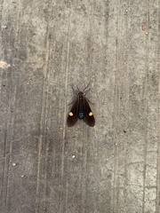 Aclytia