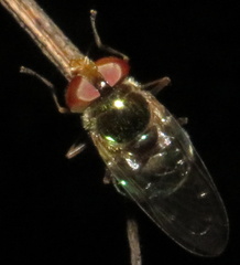 Copestylum vesicularium