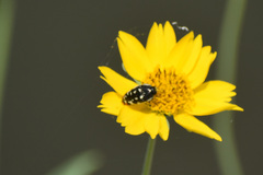 Acmaeodera disjuncta
