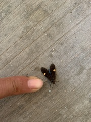 Aclytia