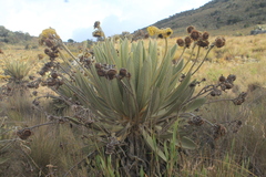 Espeletia lopezii