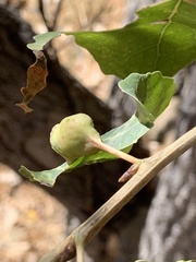 Pemphigus obesinymphae