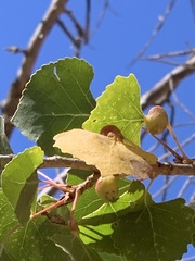 Pemphigus obesinymphae