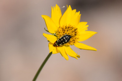Acmaeodera disjuncta