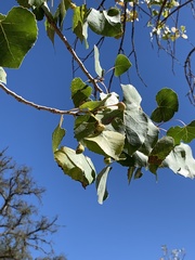 Pemphigus obesinymphae