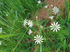 Stellaria chilensis