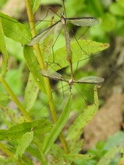 Tipula sayi