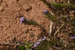 Verbena bracteata