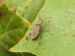 Leptoglossus oppositus